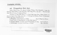 Phragmidium bulbosum image